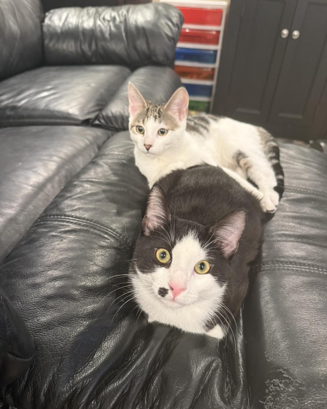 Photo of Dots and Snickers