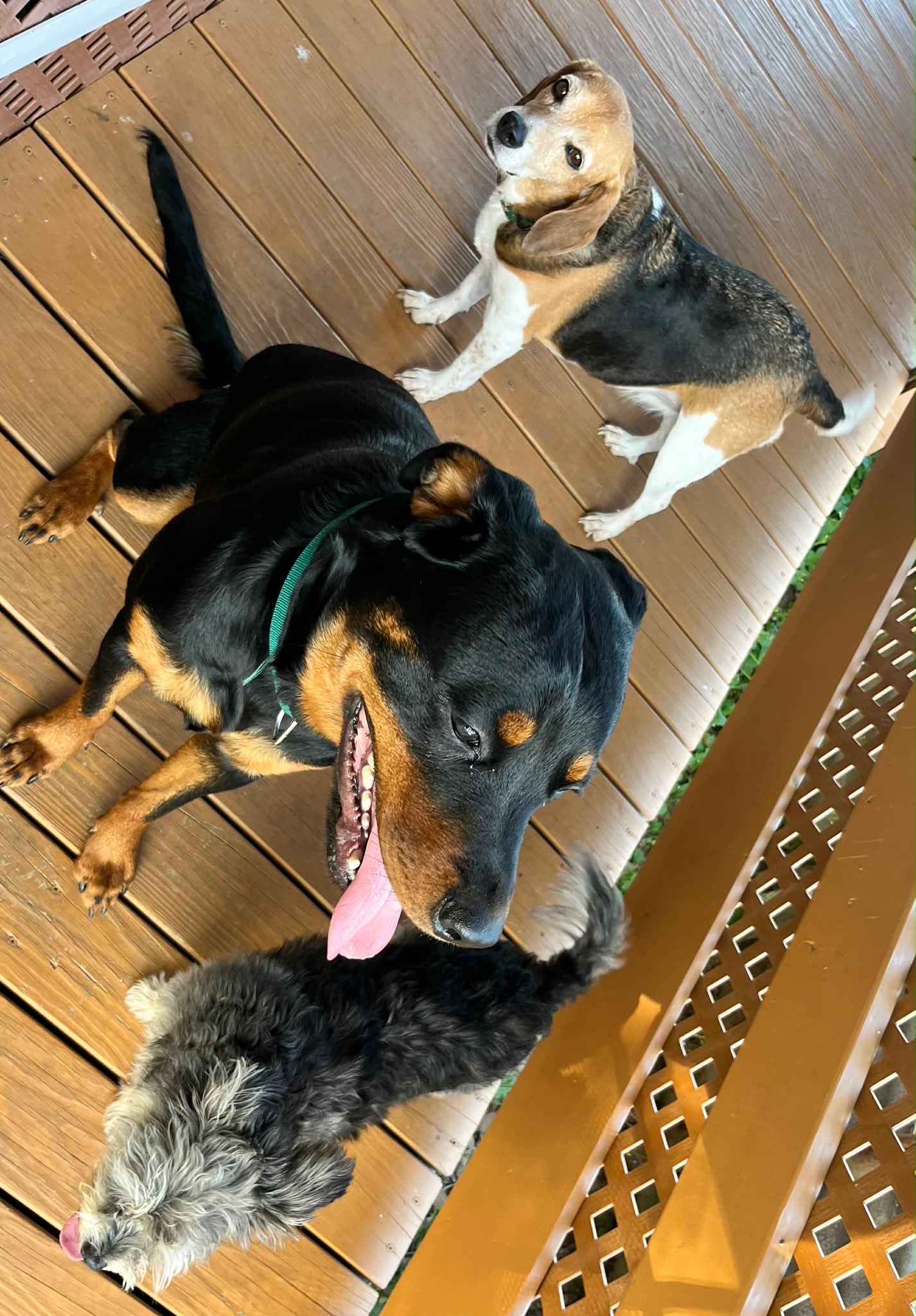 Safe Rescue Dogs Adoptable Dogs β Safe With Us Animal Rescue
