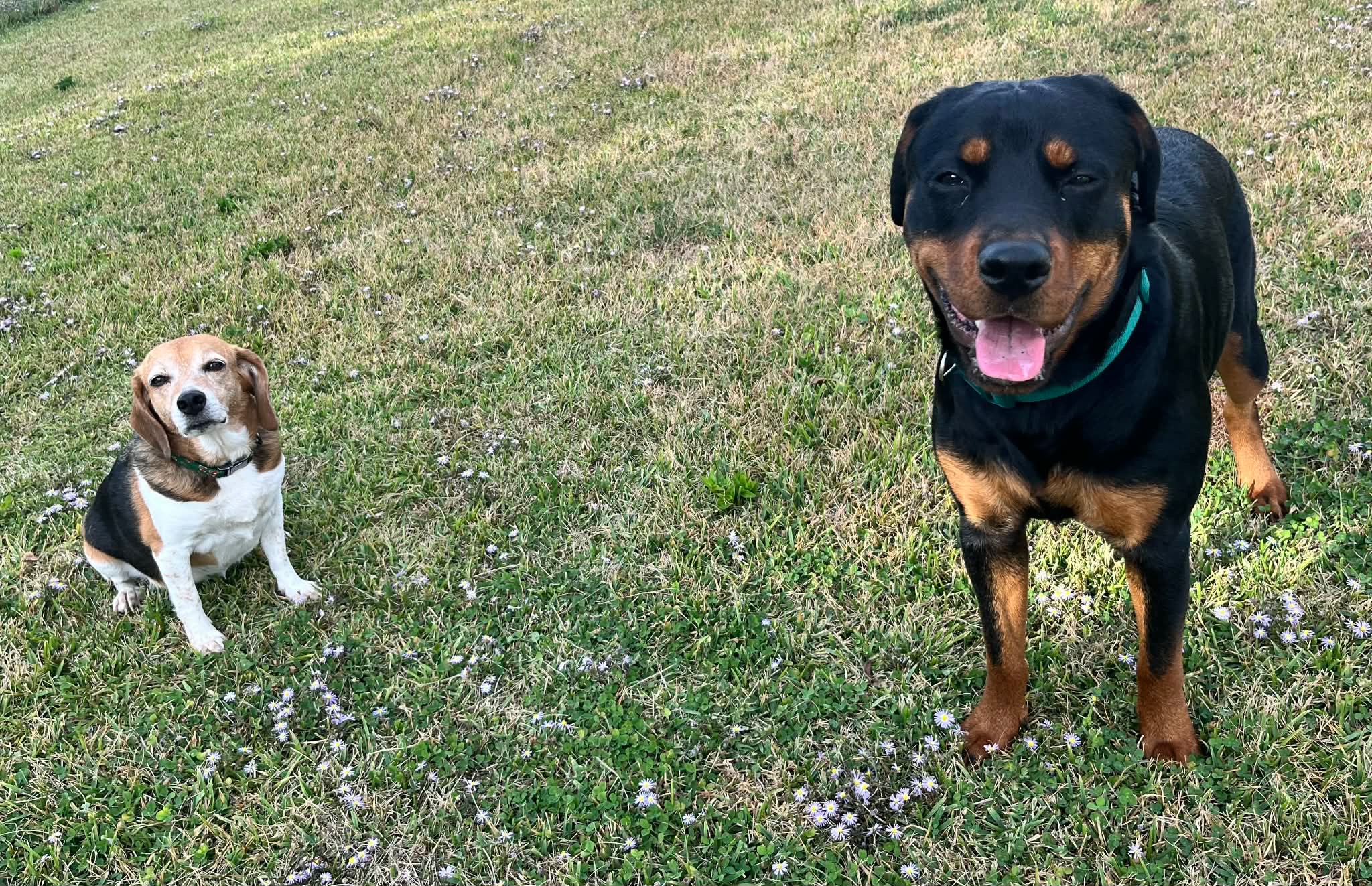 Safe Rescue Dogs Adoptable Dogs β Safe With Us Animal Rescue