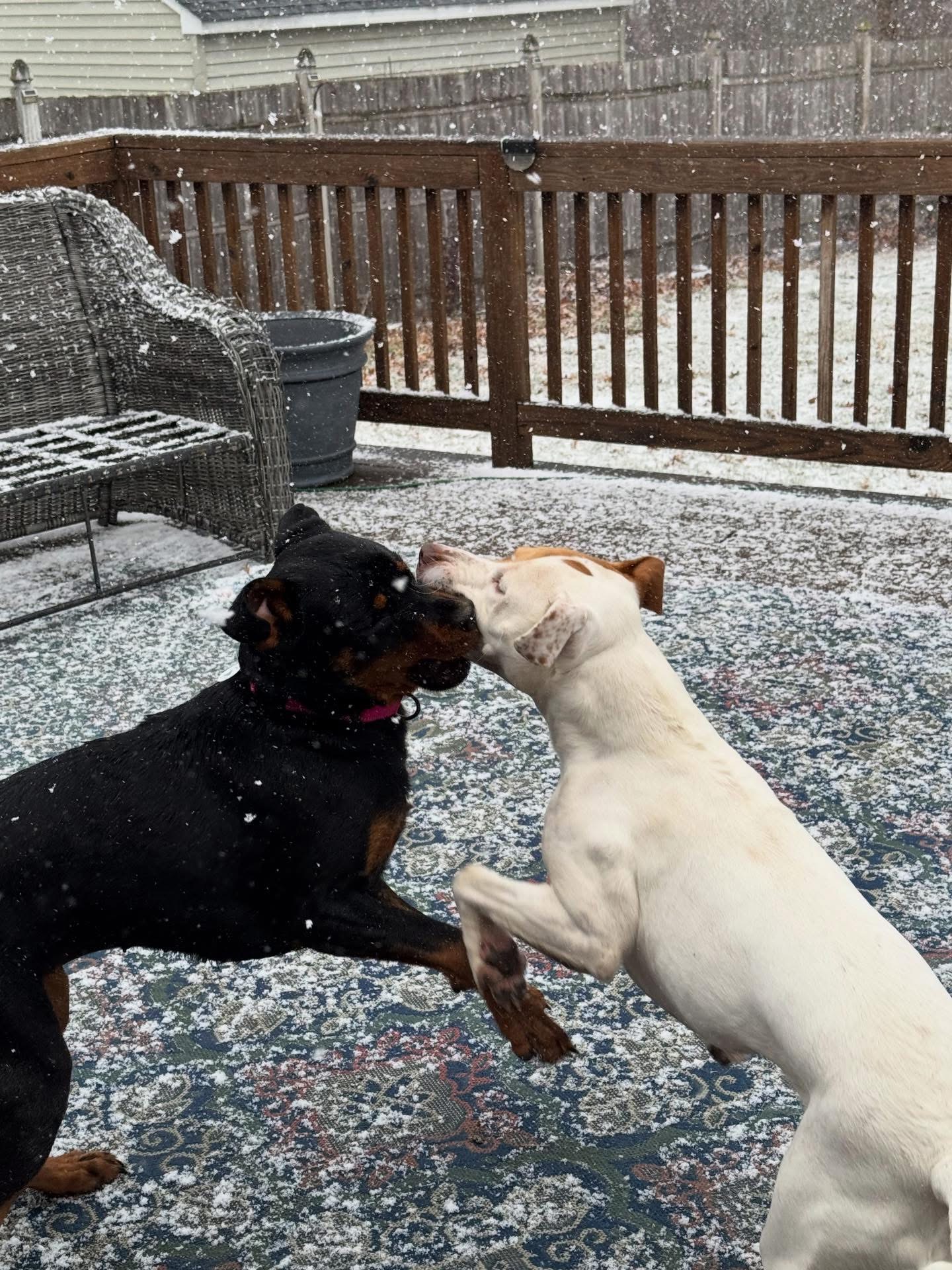 Safe Rescue Dogs Adoptable Dogs β Safe With Us Animal Rescue